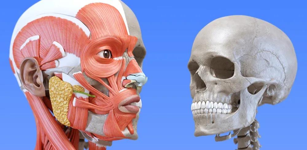 Anatomy 3D Atlas v7.0.0 MOD APK (Premium Unlocked)