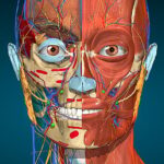 Anatomy Learning – 3D Anatomy v3.1.500 MOD APK (Full version Unlocked)