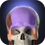 Anatomyka Atlas v3.3.0 MOD APK (Premium Unlocked)