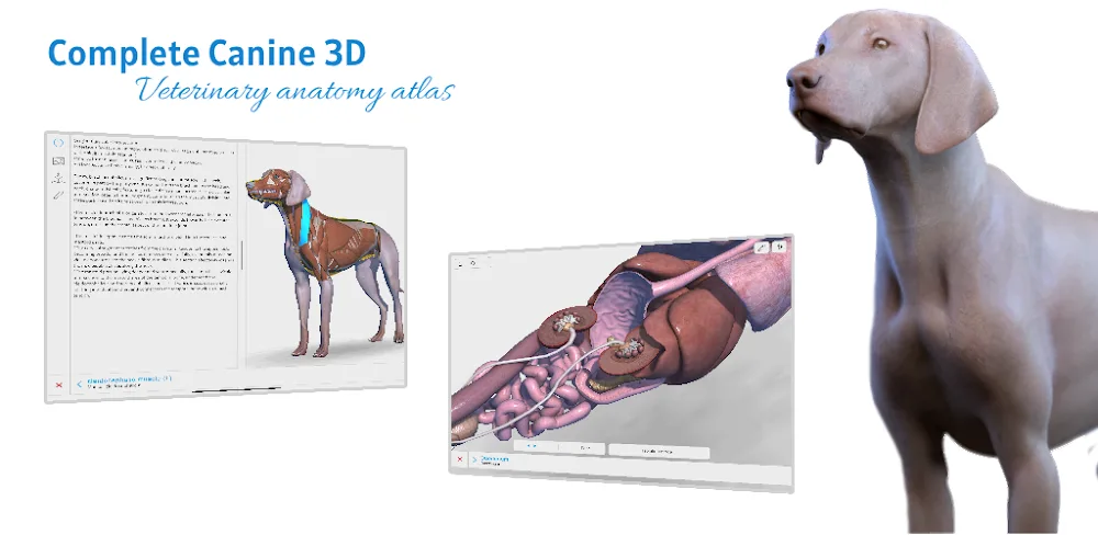 Complete Canine 3D – anatomy v1.73 APK (Premium Unlocked)