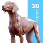 Complete Canine 3D – anatomy v1.73 APK (Premium Unlocked)